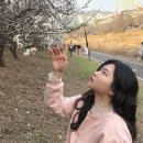 하천섬(주차장) | 김해장유놀거리 율하천 매화 명소 20대 데이트 가볼만한곳 추천