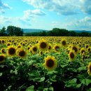 켈리포니아 이미지