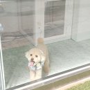 우리 애견 미용실 이미지