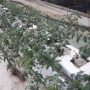 임세묵 농장 이미지