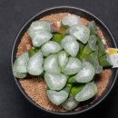대보1