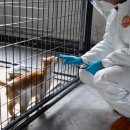 The Cats & Dog 이미지