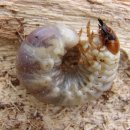 삽재농장 이미지