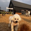 1848 | 남양주 애견운동장 코니아일랜드