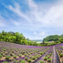 초성김치마을 이미지