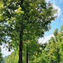 신두왕로 이미지