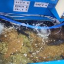 시장막썰어회식당