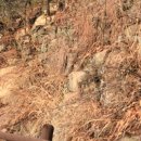 일심세탁소 이미지