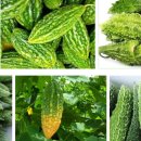 여주-1028 이미지