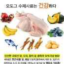 오도그 이미지