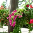 꽃을 위한 판타지-이은영 시집 이미지