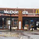 양떼푸드 이미지