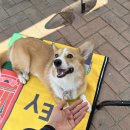 퐁이몰