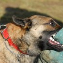 강아지영토 이미지