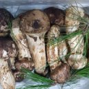 송이마트 이미지