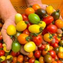 신선팜스 이미지