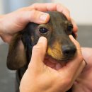 더봄동물병원 이미지