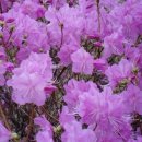 사월이네 이미지