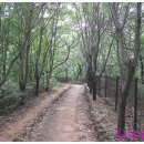 올레길 산림형 2코스 이미지