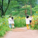 해바라기-청춘(1) 네이버블로그
