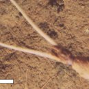 meta plant 이미지