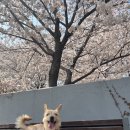 꽃길만 걷개 이미지