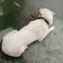 차모아랜드 이미지