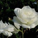 종로무도장 이미지