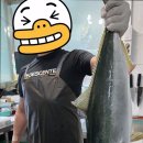 도시어부&미쓰물회 이미지