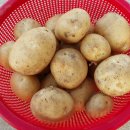 감자수확 / 한길타조농장 이미지