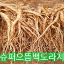 으뜸농장 2 Daum카페