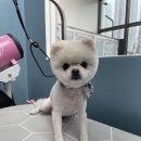 깜찍하개 이미지