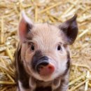 진호축산 | 김해 주주힐즈테마파크 더고집. 맛의 한돈,한우임을 입증하는 최고의 김해 식육식당 맛집