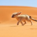 여우요가 이미지