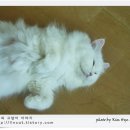 페르시안
