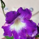 모니아(MONIA) 이미지