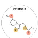 솜마(나) 이미지