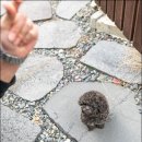 조이퍼피 강아지분양 이미지