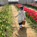 튤립 | 김해 플라워팜팜 튤립 체험 후기｜겨울에 만나는 봄꽃, 아이랑 꽃 수확