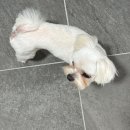 뽀송 애견미용 이미지