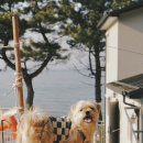 쉼표고성 이미지