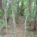 우지연대 이미지