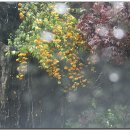 비오는 날의 수채화 / 양수리와 두물머리 정경 이미지