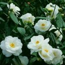 오늘의탄생화-(11월11일) 🌸 흰동백(Camellia) 이미지