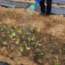 신흥농약사 이미지