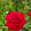 금강수변공원 숲바람장미원 | 【세종시 금강수변공원- 숲바람 장미원】