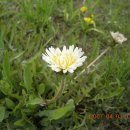 하얀민들레 이미지