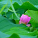 연꽃세상 이미지