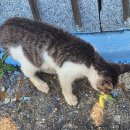 죽변3리 이미지