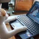 심퉁즉석떡볶이 이미지